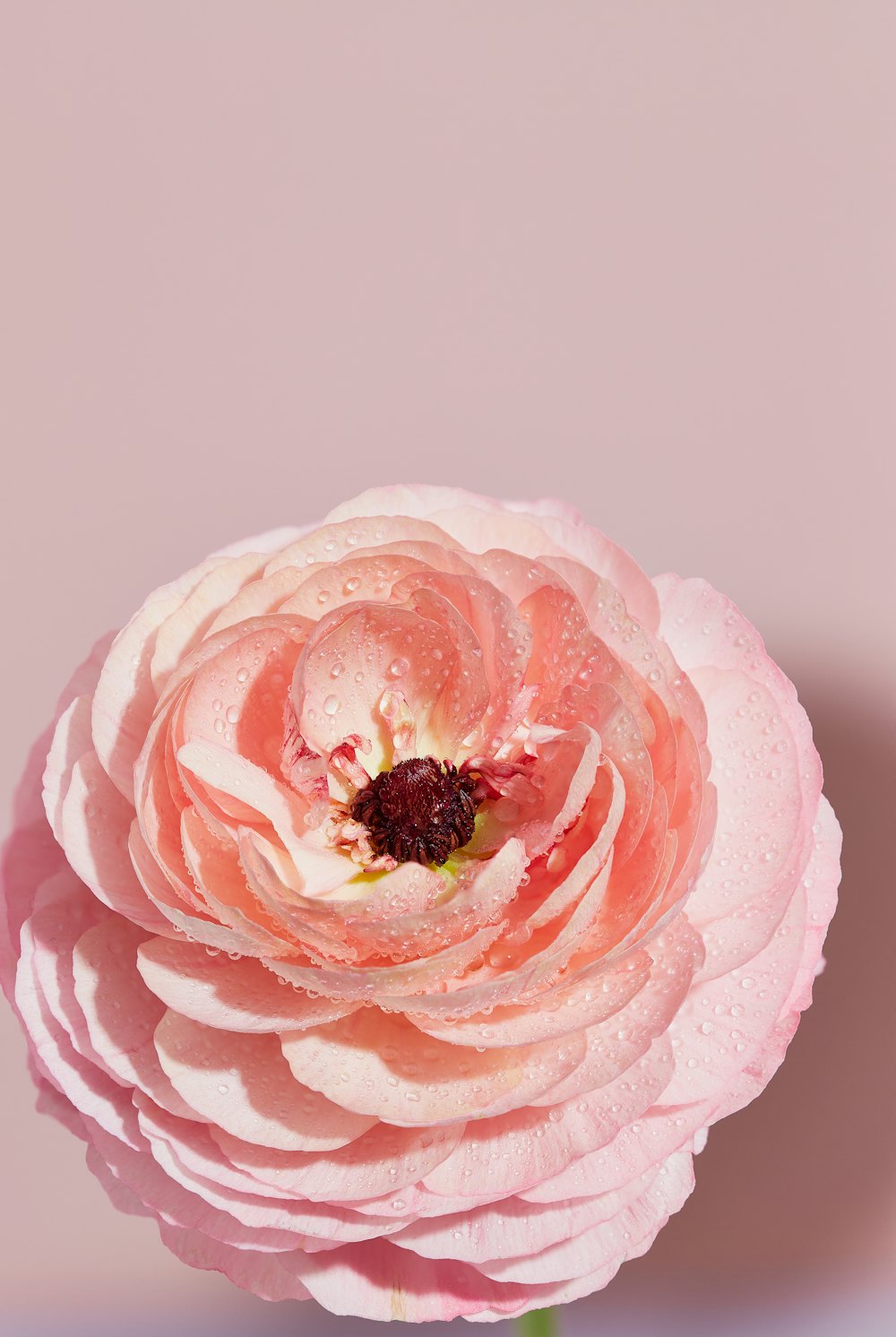 Blush ranunculus with water droplets